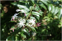 Jasminum malabaricum